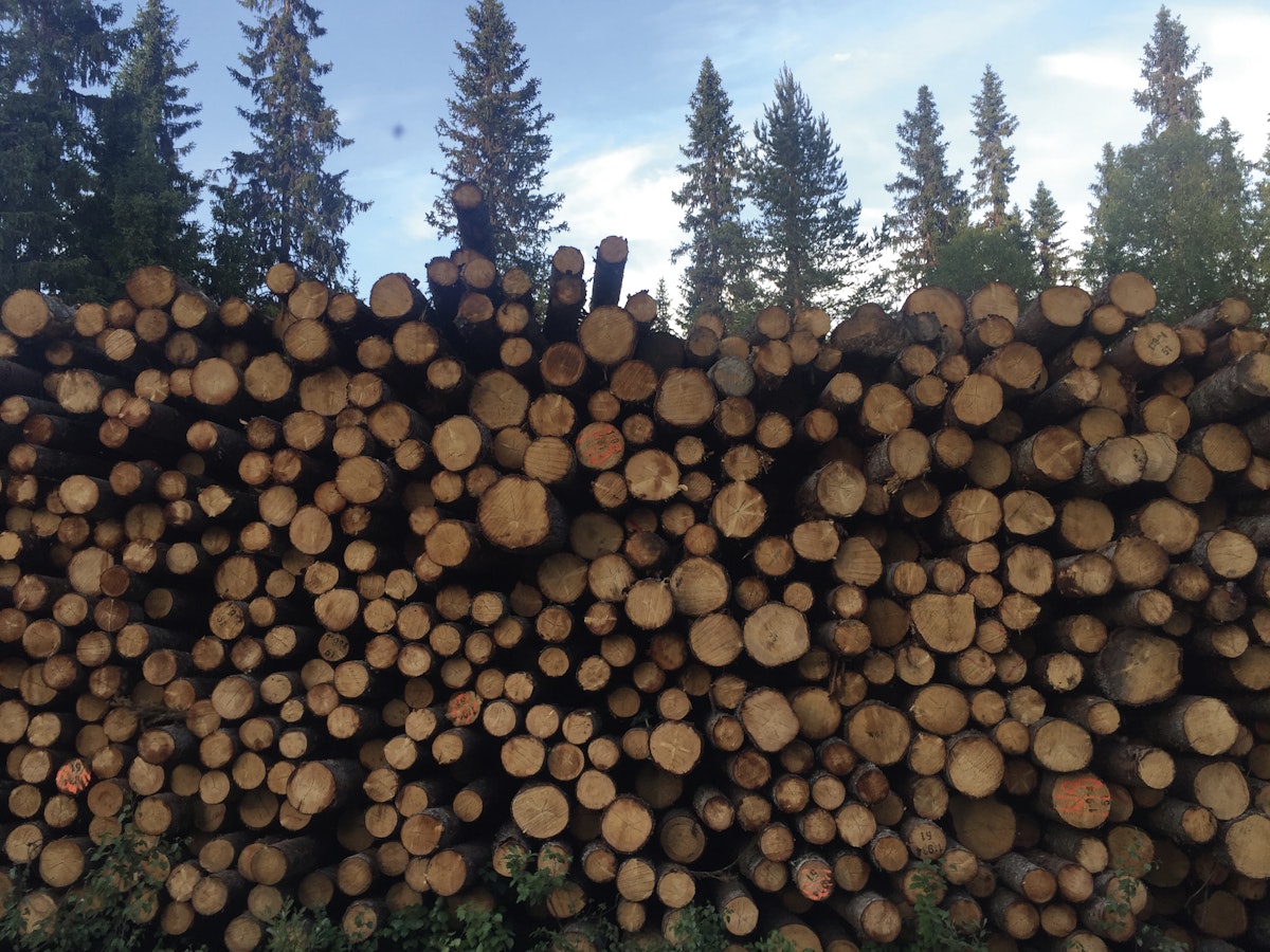 Tømmerpriser mjøsen